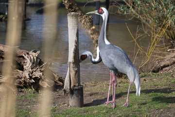 A bird in a zoo