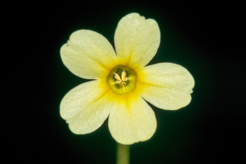 Fototapeta na wymiar Closeup of a single Primula elatior or true oxlip flower with black background.