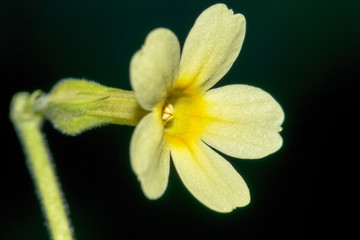 Closeup of Primula elatior or true oxlip flowers with black background.