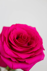 Macro photo of hot pink rose petals