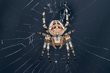 Araneus diadematus or commonly called the European garden spider sitting in web - Powered by Adobe