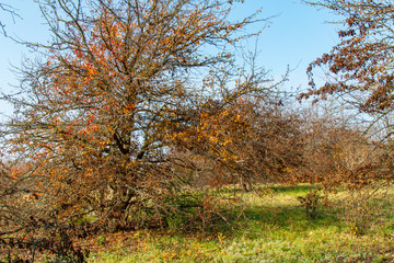 Shovkun (barren mulberry tree)