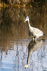 Graureiher auf der Jagd nach Fischen im Teich, frontal.