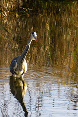 Graureiher auf der Jagd im Teich nach Fischen (frontal)