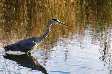 Graureiher auf Fischsuche im Teich (von links nach rechts gehend)