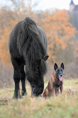 dog and horse in the Park