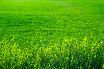 Field with green grass selective fokus.