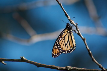 Monarch Butterfly