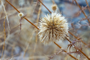 Dry round flower of thistle echinops sphaerocephalus, selective fokus.