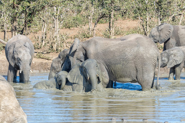 Herd of african elephants in a muddy waterhole