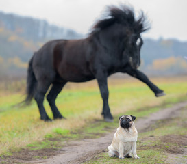 Naklejka na ściany i meble dog and horse in the Park