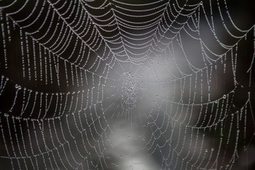 Tela de araña