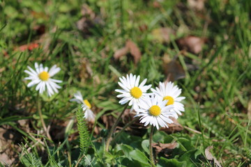 Fototapeta premium margeriten