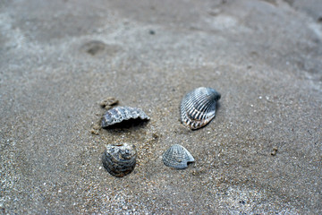 shells on the beach