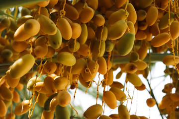 fresh Asian dates fruit