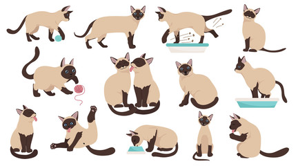 Cartoon cat characters collection. Different cat`s poses, yoga and emotions set. Flat color simple style design. Siamese colorpoint cats © a7880ss