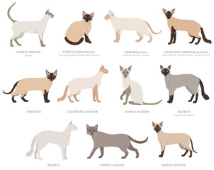 Siamese type cats, colorpoints. Domestic cat breeds and hybrids collection isolated on white. Flat style set