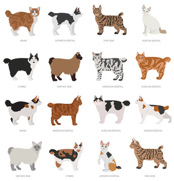 307 Best American Bobtail Cat Images Stock Photos Vectors Adobe Stock 307 Best American Bobtail Cat Images Stock Photos Vectors Adobe Stock