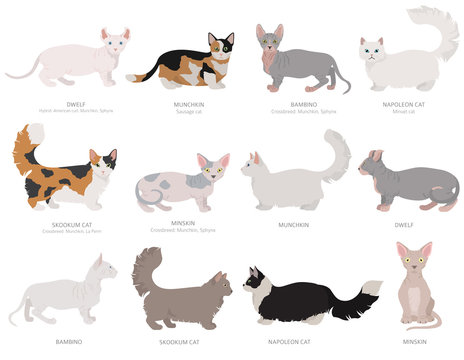 Dwarf, miniature type cats. Domestic cat breeds and hybrids collection isolated on white. Flat style set