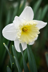 White daffodil.