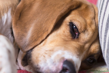 face of a pensive cute beagle dog with sad eyes close-up on a sofa