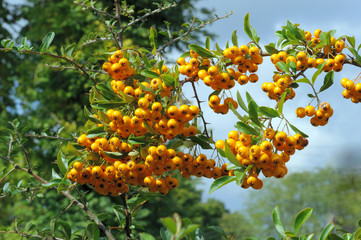 yellow flowers in the garden