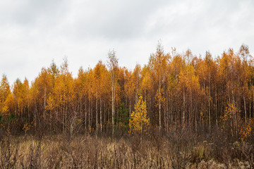 Fototapeta premium Autumn scene with bright yellow birch trees and long wild grass in foreground in autumn