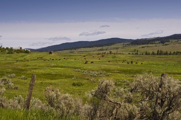 Fototapeta na wymiar Cattle grazing in a lush green meadow