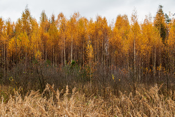Fototapeta premium Autumn scene with bright yellow birch trees and long wild grass in foreground in autumn