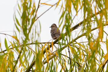Tenca, Chilean Mockingbird Latin Name Mimus Thenca. Santiago. Chile