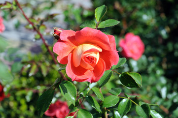 red rose on a natural rose bush