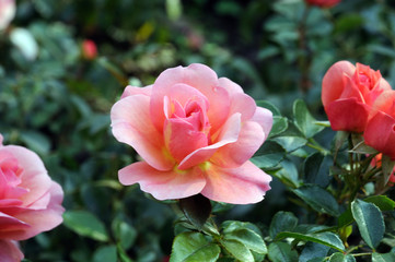 red rose on a natural rose bush