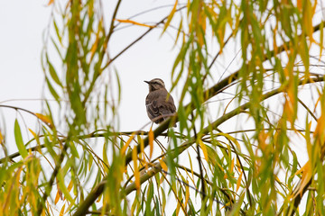 Tenca, Chilean Mockingbird Latin Name Mimus Thenca. Santiago. Chile