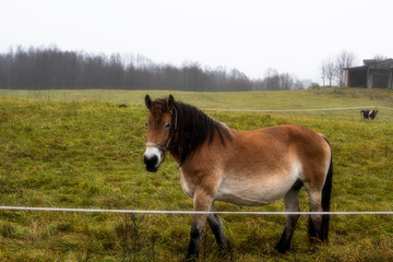 Naklejka na ściany i meble Curious two tone brown horse in pasture