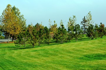 Fototapeta na wymiar green spruce against the background of a green lawn in a city park