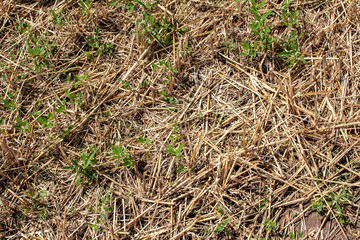 texture mown field with dried remains of stalks of cereal plants and green seedlings