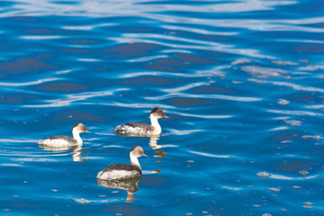 Silvery Grebe (Blanquillo Común) Latin Name: Podiceps Occipitalis