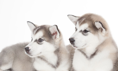 Animals. Two puppies Husky white isolated