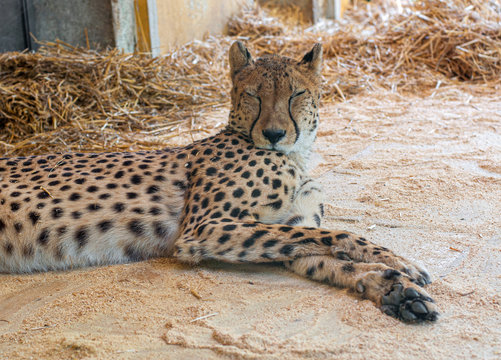 Cheetah laying down and rest in zoo.