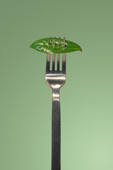 Green fresh leaf picked by a fork for eating as new vegan food isolated at green smooth background,...