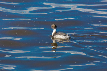 Silvery Grebe (Blanquillo Común) Latin Name: Podiceps Occipitalis