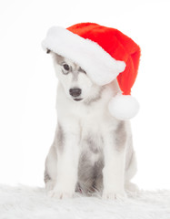 Fototapeta na wymiar Animals. One puppy Husky white isolated, Christmas hat