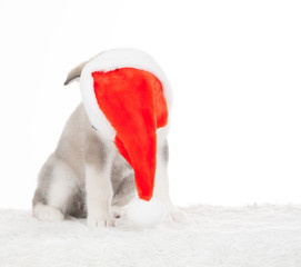 Obraz na płótnie Canvas Animals. One puppy Husky white isolated, Christmas hat