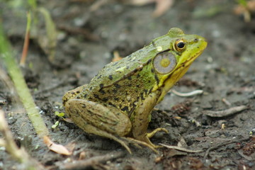 a frog looking