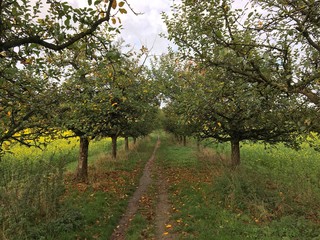 Fototapeta na wymiar Allee mit Obstbaum Apfelbaum entlang eines schmalen Weg im Herbst