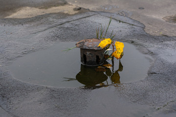Clogged drainage channel on the roof of an abandoned factory. Drain does not take water. A small tree has grown near the plum