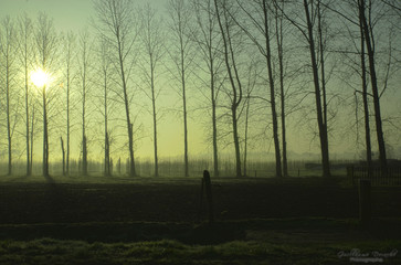arbre dans le brouillard