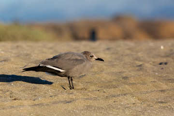 Seagull Garuma (Gaviota Garuma) Latin Name: Leucophaeus modestus. Tongoy Chile