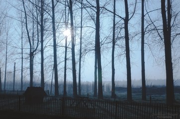 arbre dans le brouillard