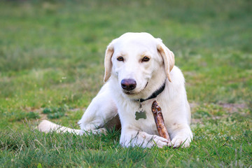 Golden retriever, labrador, dog chasing his toy, smile dog